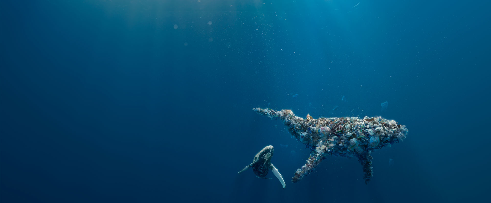 Better_Planet_Packaging_whale