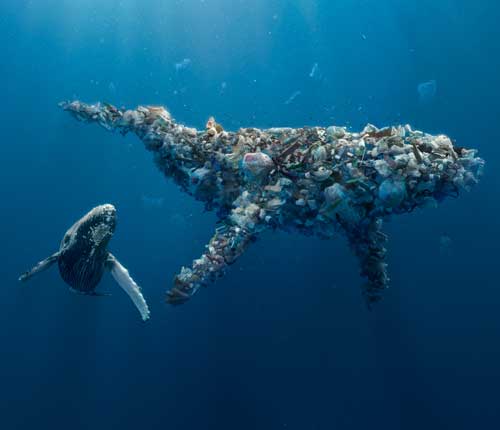 Better Planet Packaging Whale