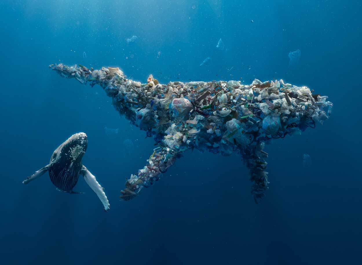 Better Planet Packaging Whale